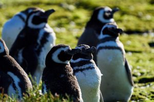 Santa Cruz celebrará el Día Internacional del Pingüino con una jornada de sensibilización en Río Gallegos