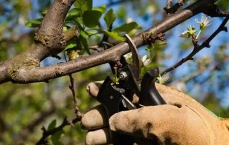 Santa Cruz impulsa una capacitación sobre poda y reproducción de estacas en Los Antiguos
